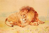 Lion by William Huggins